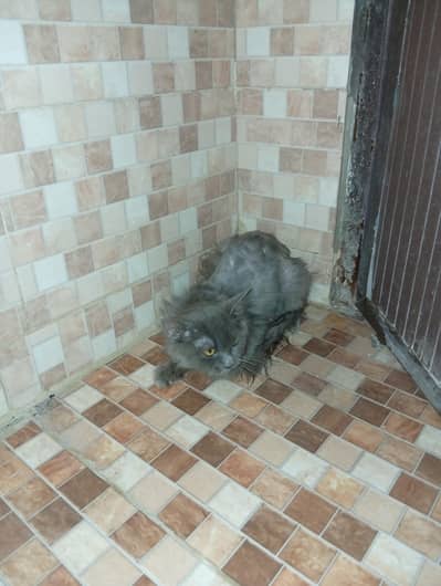 Persian cat available for sale 10000