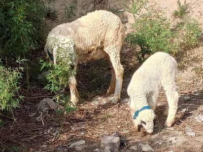 2 Sheep's with male baby
