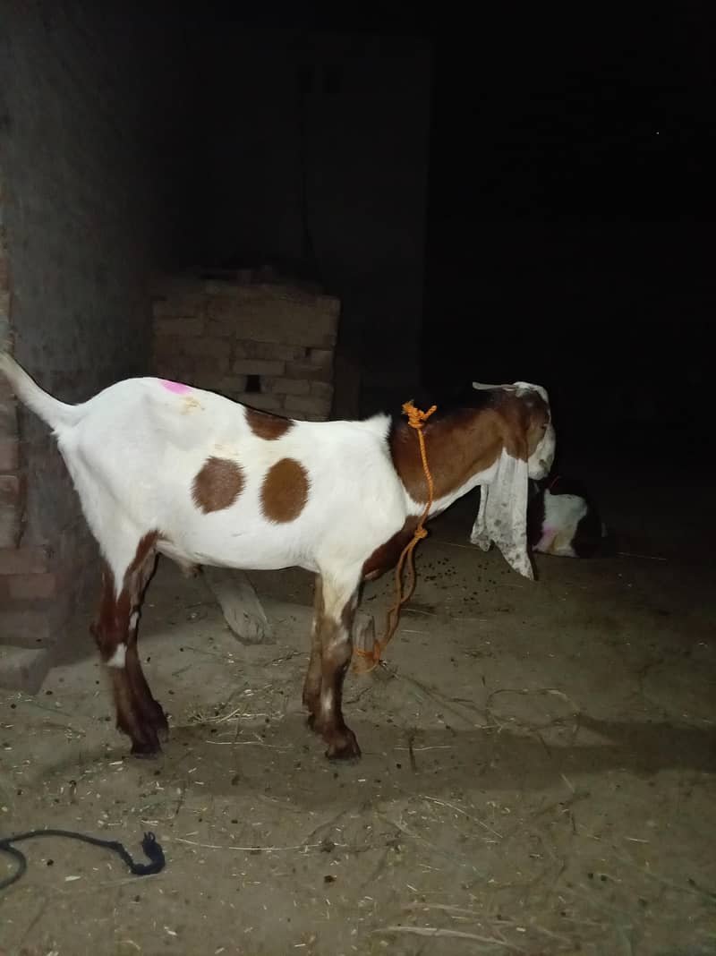 male goat Rajanpuri 0