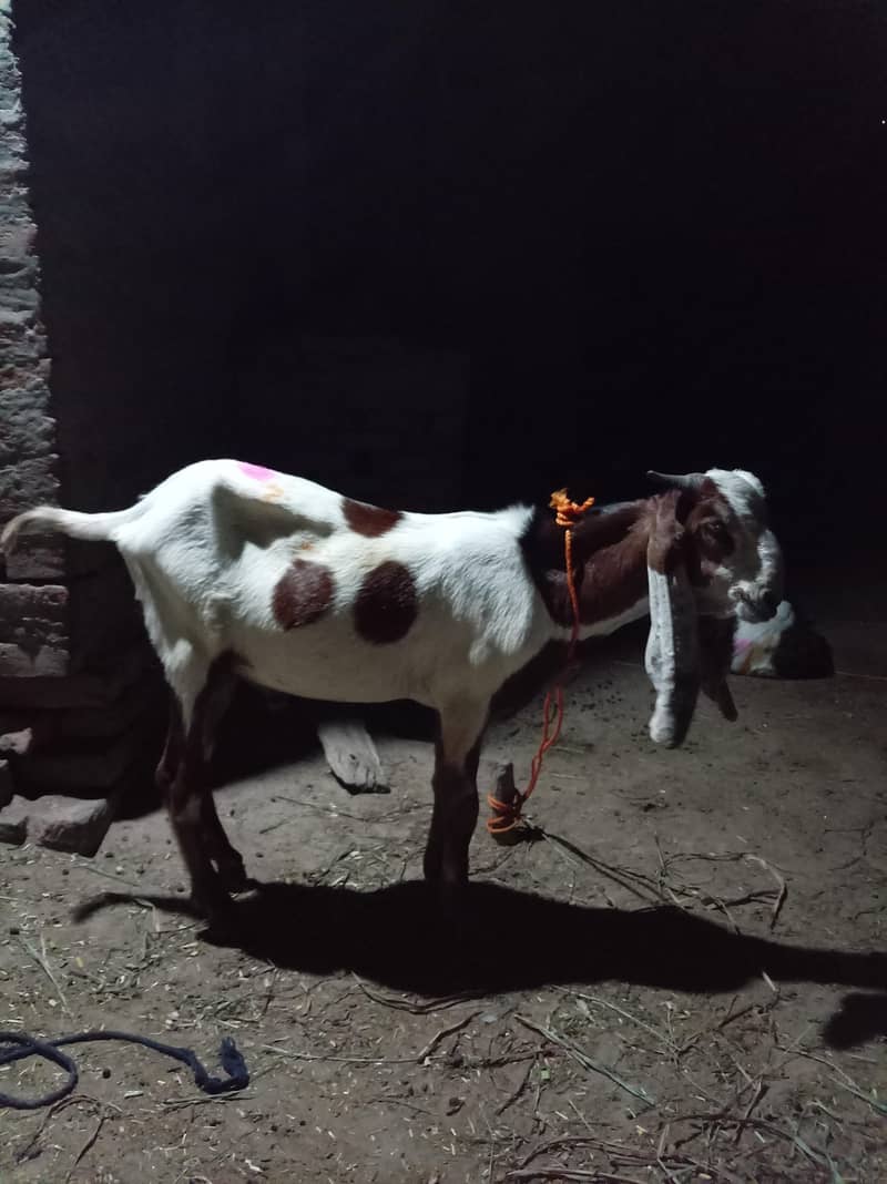 male goat Rajanpuri 1