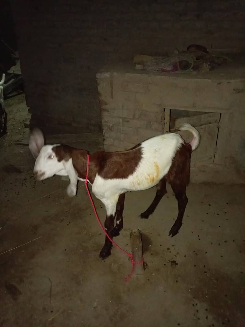 male goat Rajanpuri 2