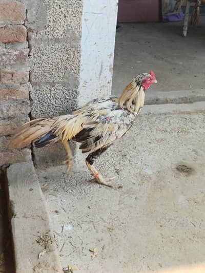 pure aseel rooster healthy and active