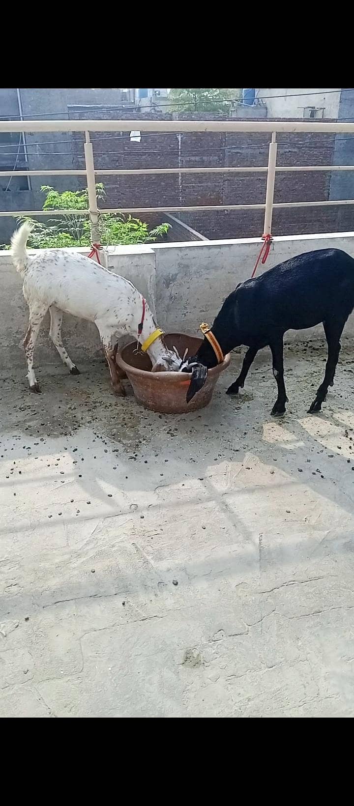 ایک دیسی اور ایک مکھی چینی پٹ فار سیل 0