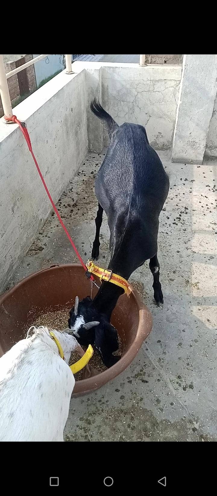 ایک دیسی اور ایک مکھی چینی پٹ فار سیل 3