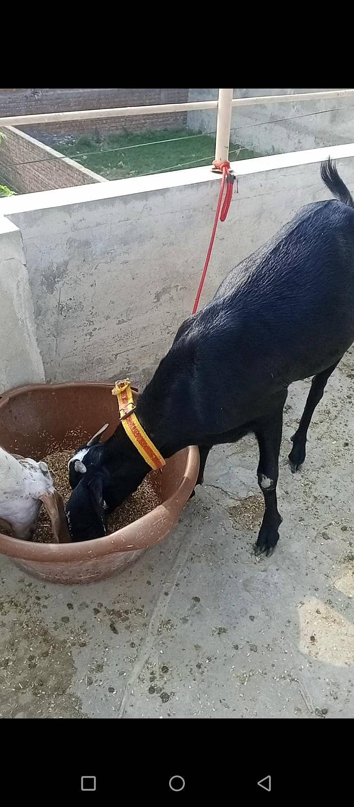ایک دیسی اور ایک مکھی چینی پٹ فار سیل 4