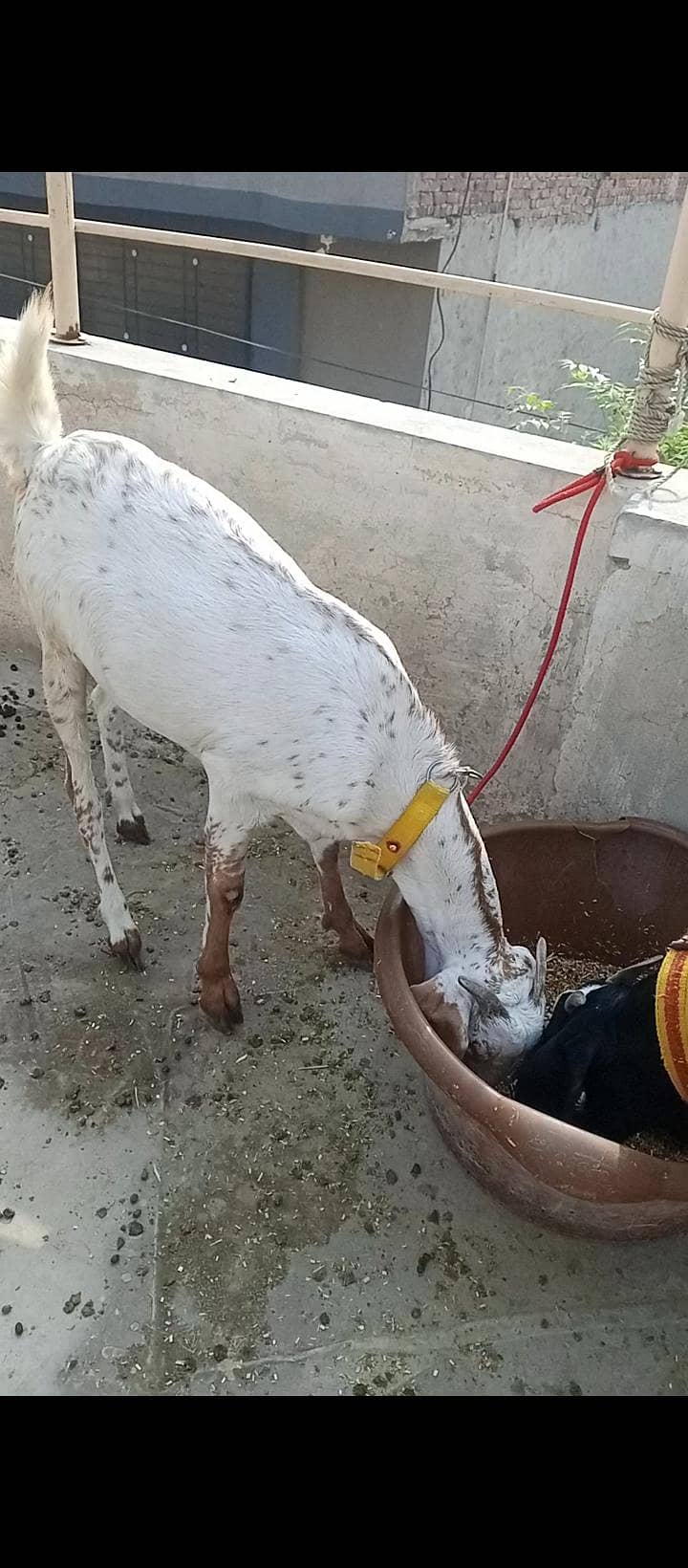 ایک دیسی اور ایک مکھی چینی پٹ فار سیل 5