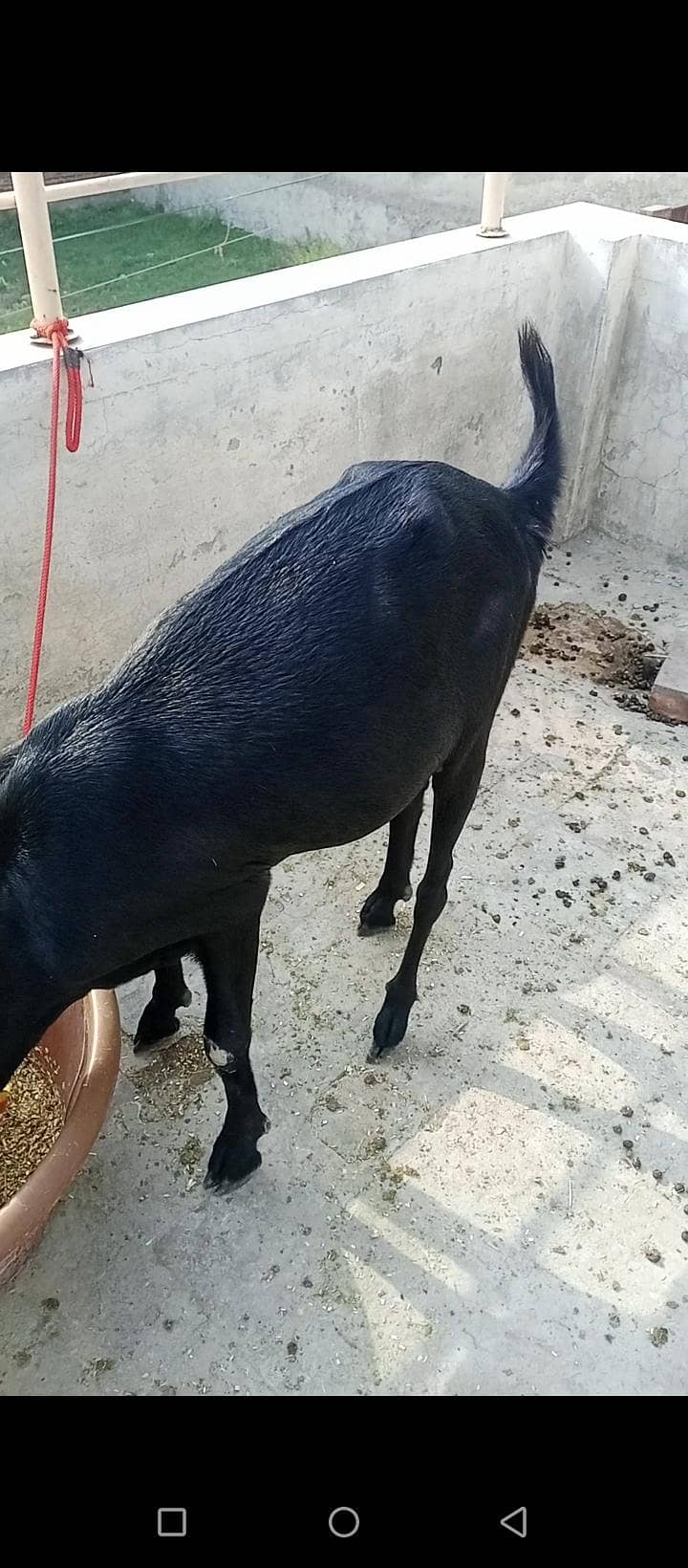 ایک دیسی اور ایک مکھی چینی پٹ فار سیل 6
