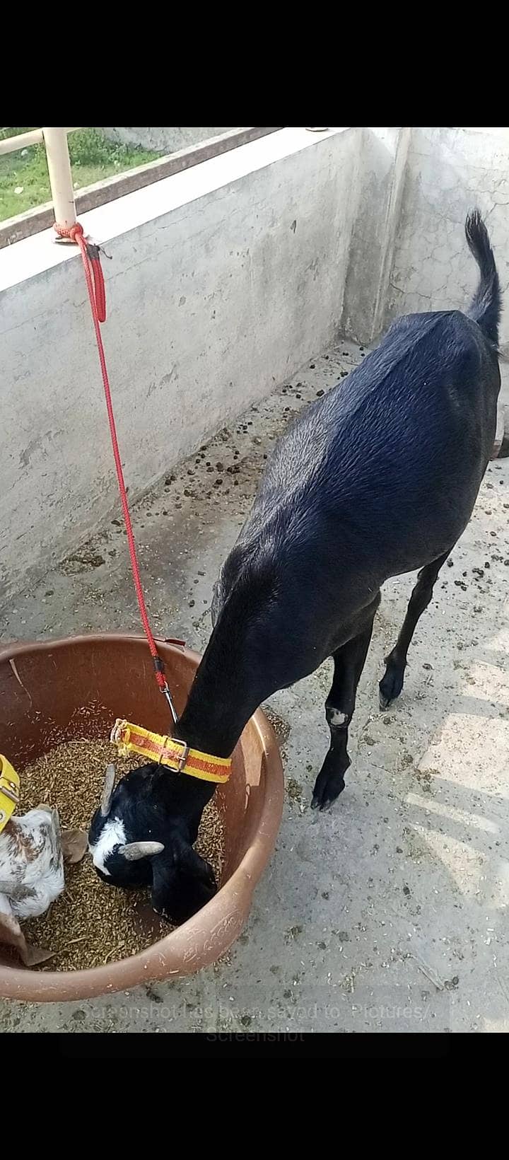 ایک دیسی اور ایک مکھی چینی پٹ فار سیل 7