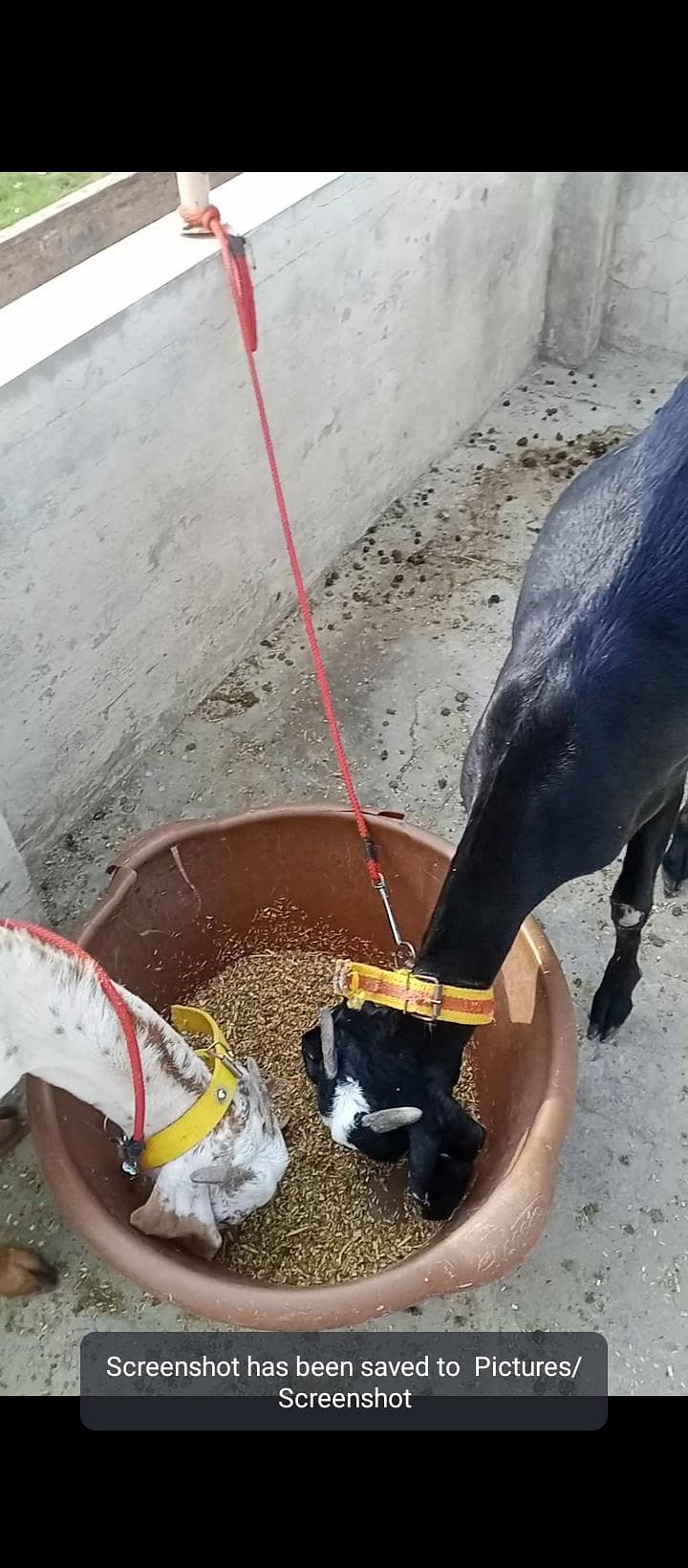 ایک دیسی اور ایک مکھی چینی پٹ فار سیل 10