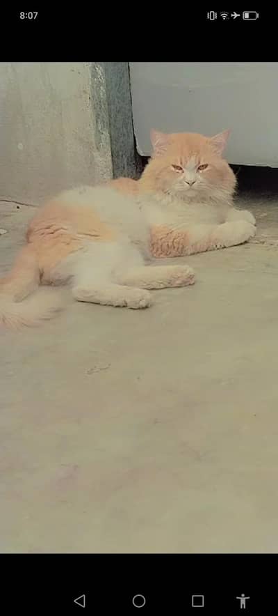 Mail persian