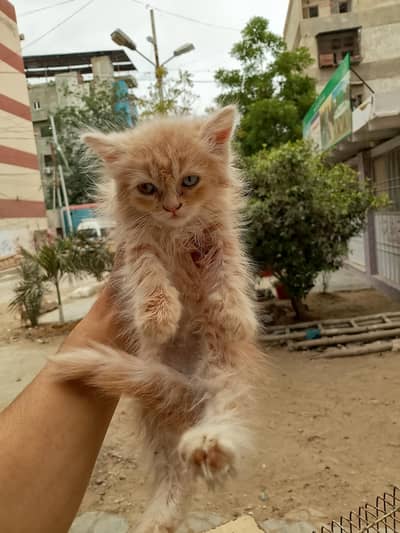 Persian kittens