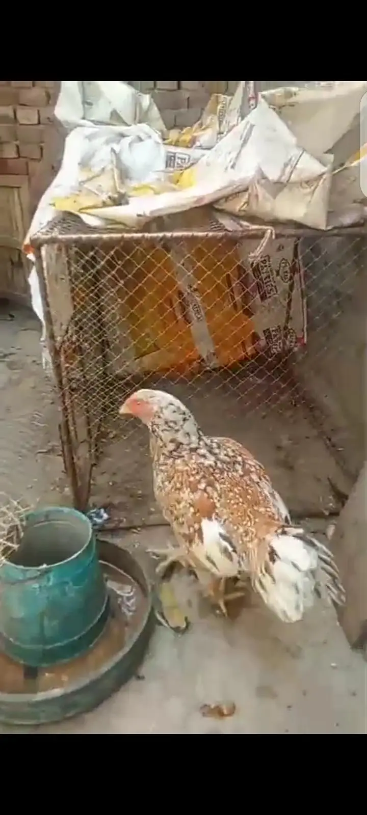 aseel hen thekri nasal