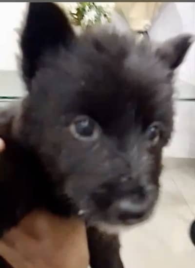 Black Longcot German shepherd