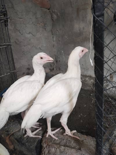 Heera aseel high quality