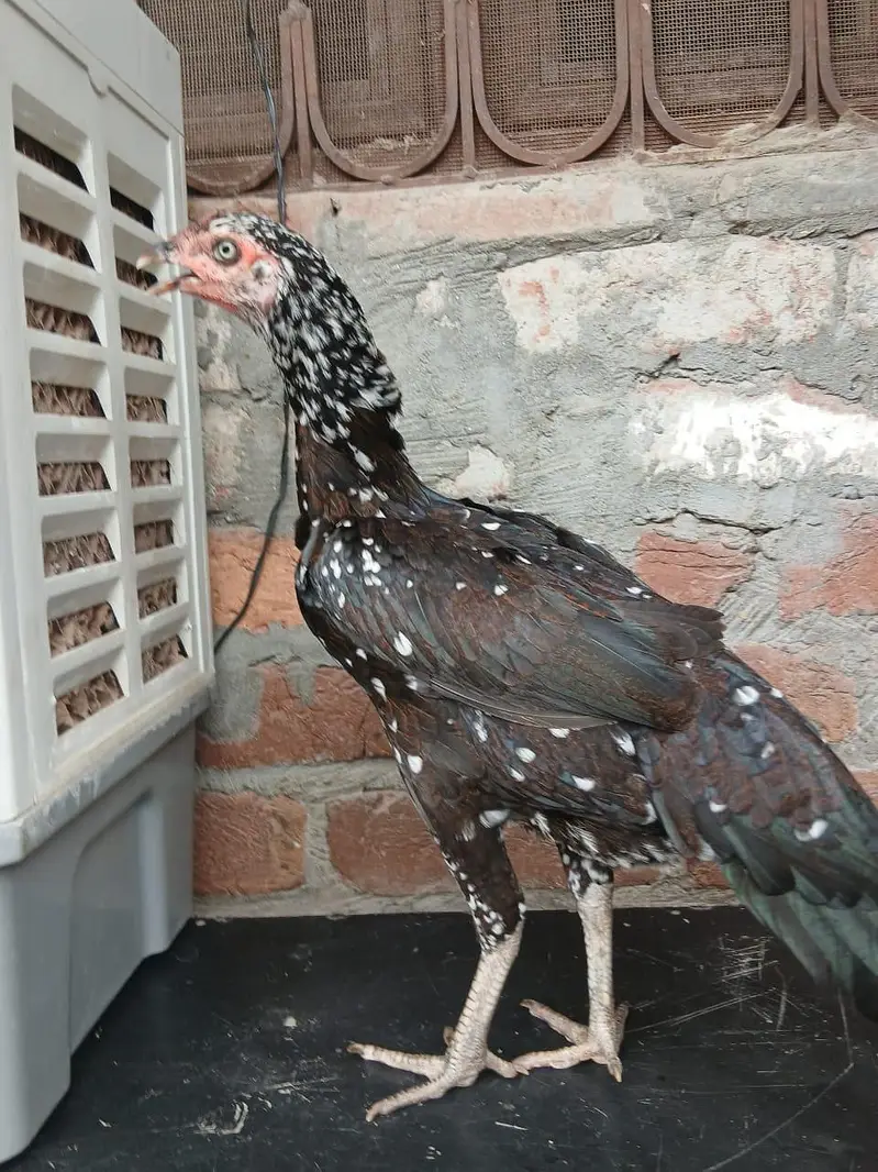 Mianwali Aseel Murgi Healthy and Active — photo 2