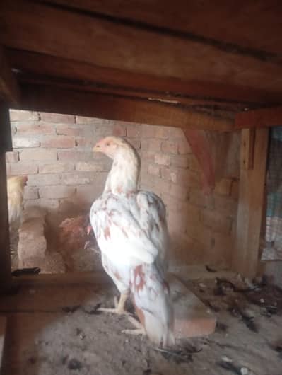 quality birds