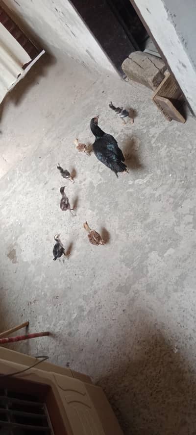 Aseel Mianwali with 7 Chick 
