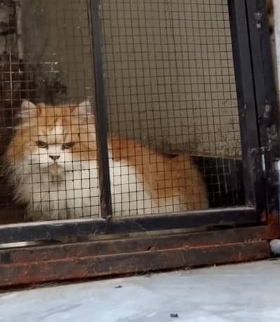 pur Punch face cat for sale