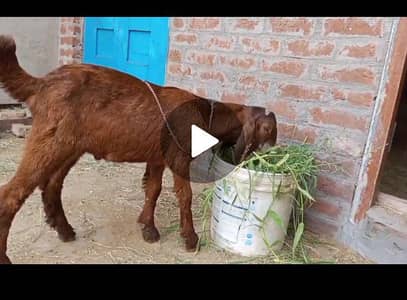 beetle Bakra  rabta 03415019049