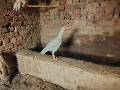 Two female Hen for sale