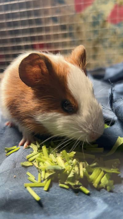 Guinea Pig female healthy and active