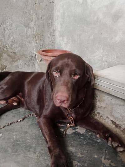 pure Labrador breed