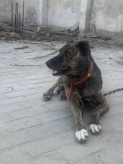 Dogo Sardo