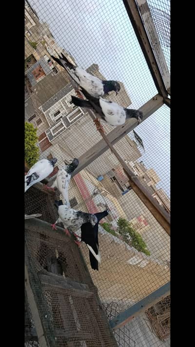 high flyer piegon for sell