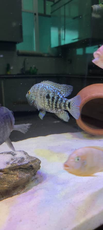 cichlids for sale