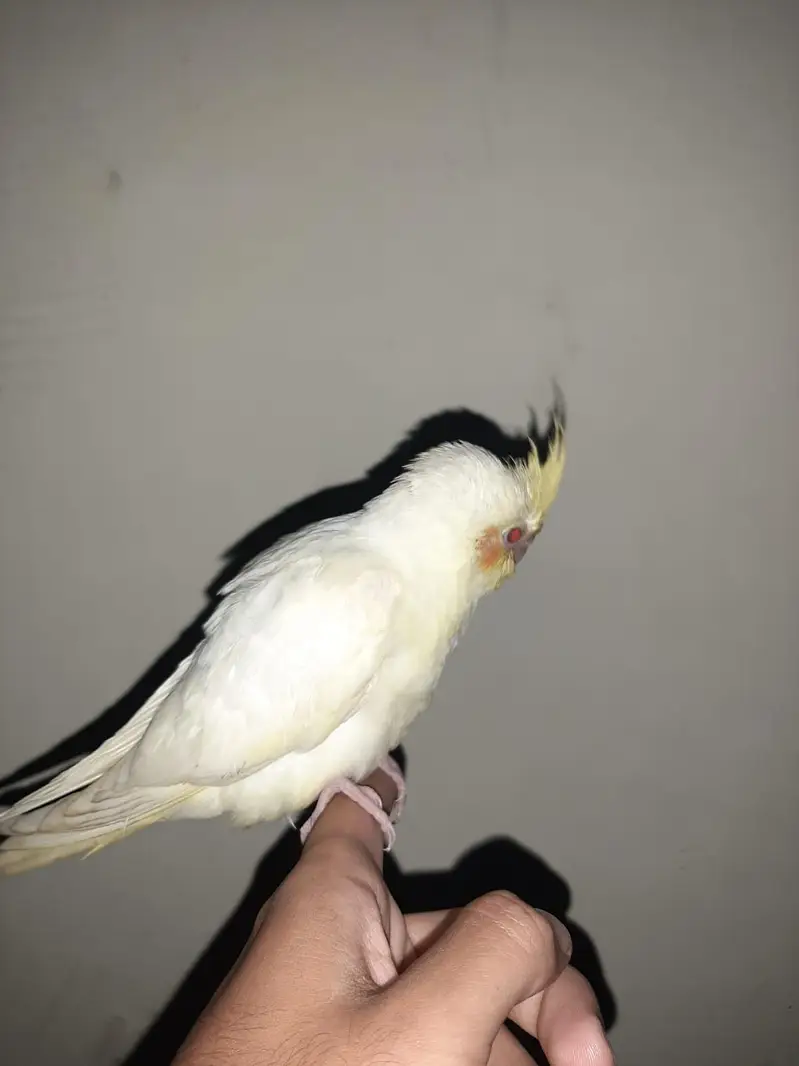 green cheek conure, cocktail, hogoromo — photo 7