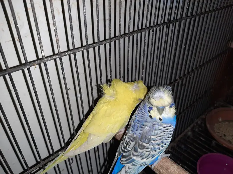 green cheek conure, cocktail, hogoromo — photo 11