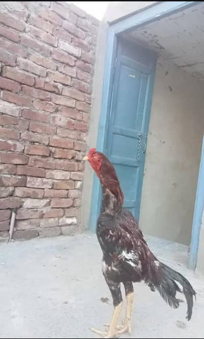 pure Aseel qoulity patha urgent sale (03265388681) wattsap call. .