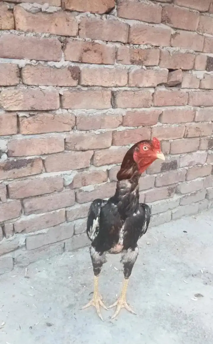 pure Aseel qoulity patha urgent sale (03265388681) wattsap call. . — photo 2