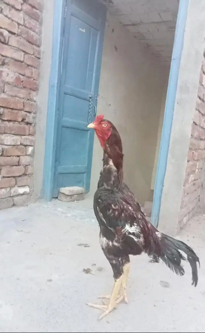 pure Aseel qoulity patha urgent sale (03265388681) wattsap call. . — photo 3