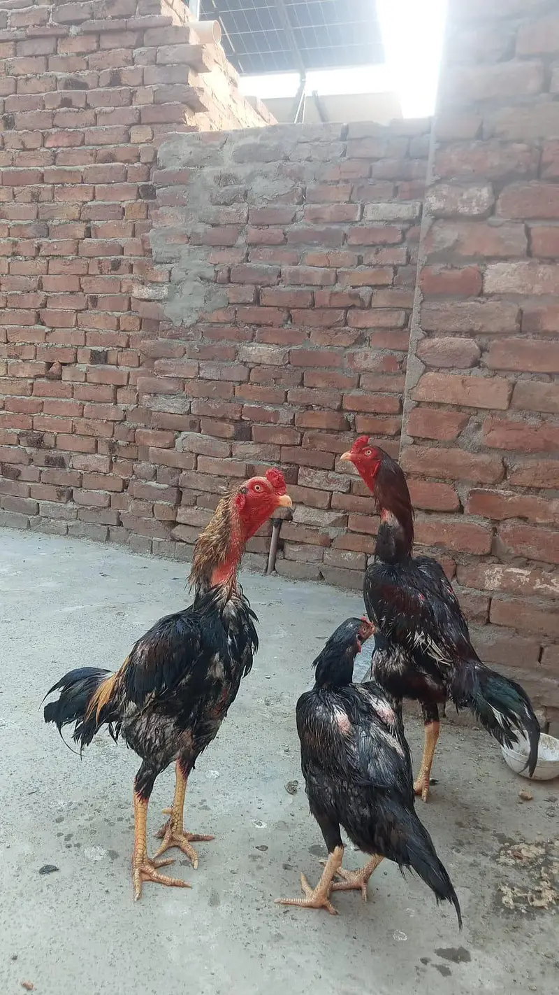 pure Aseel qoulity patha urgent sale (03265388681) wattsap call. . — photo 4