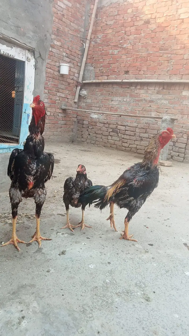 pure Aseel qoulity patha urgent sale (03265388681) wattsap call. . — photo 5