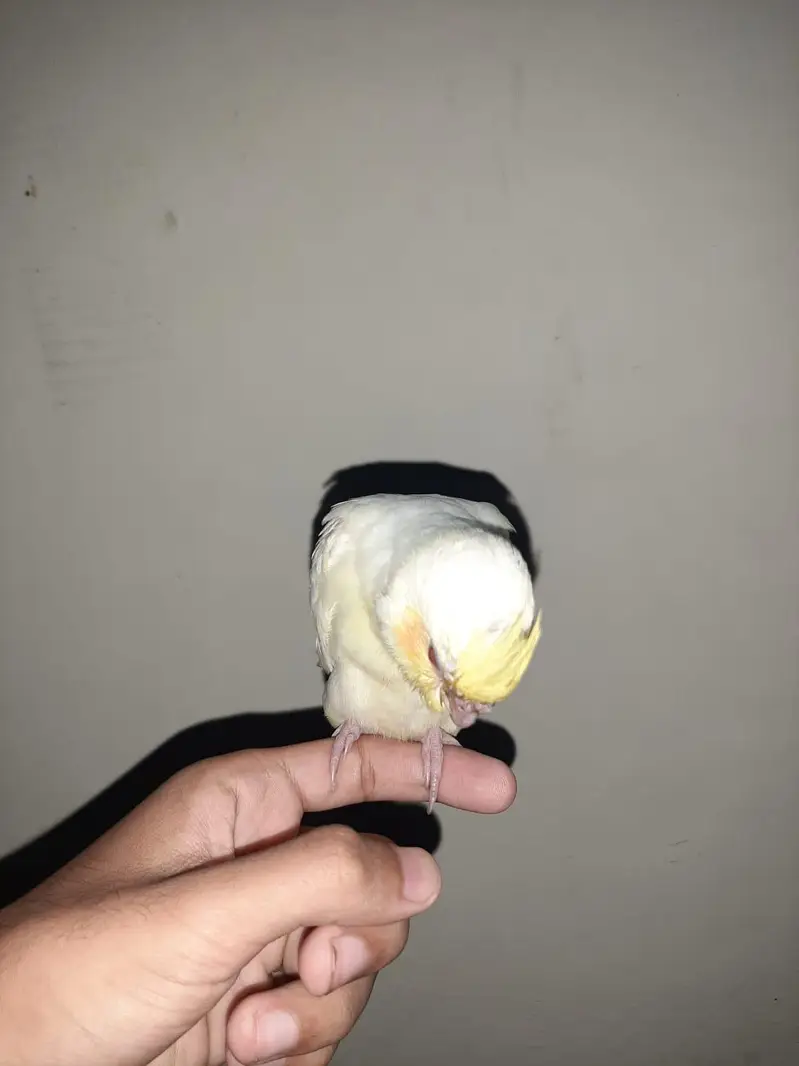 Hogoromo breeding pair, cocktail, green cheek conure 2 pair — photo 7