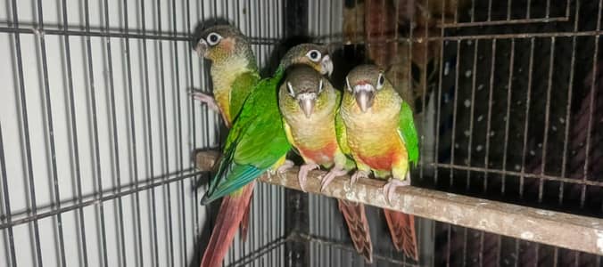 green cheek conure 2 pair, bantum male