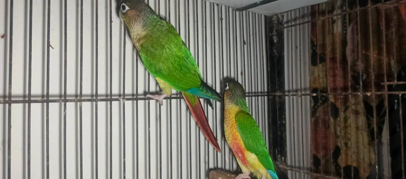 Cocktail, green cheek conure, hogoromo breeding pair 8