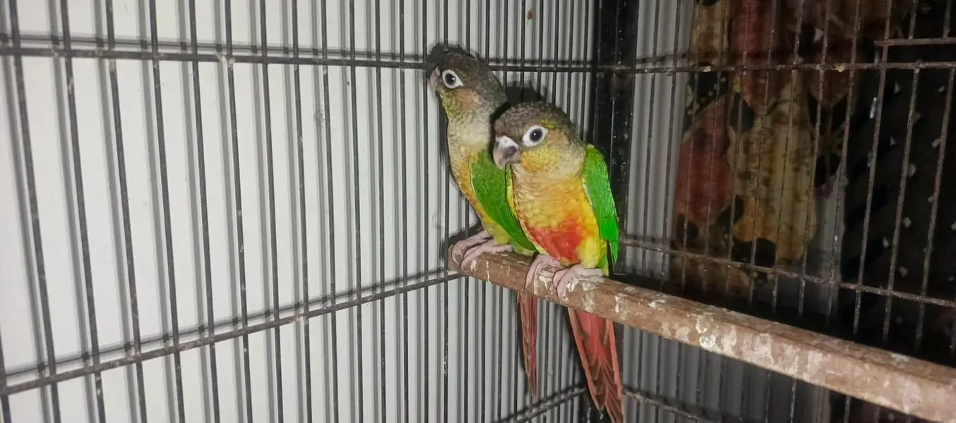 Cocktail, green cheek conure, hogoromo breeding pair — photo 10