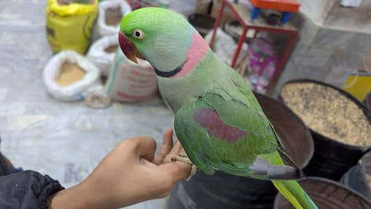 raw parrot male
