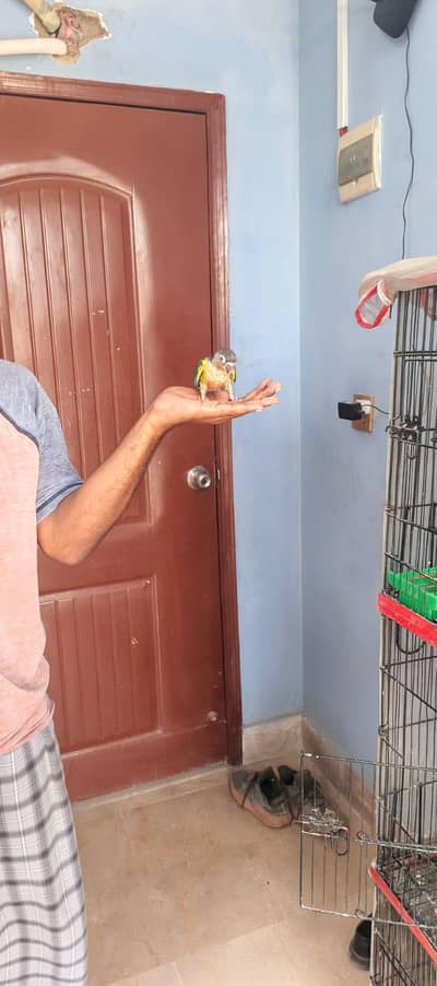 conure & Love birds handtame