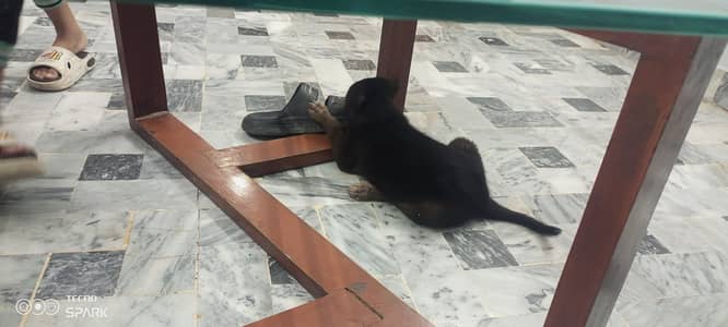 Puupy for sale