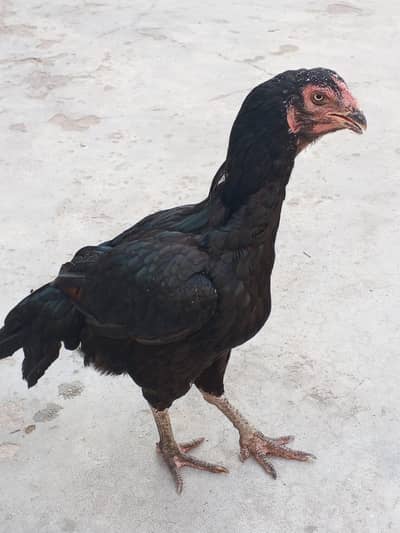 Mushki lasani Madi for sale / Exchange possible with parrots