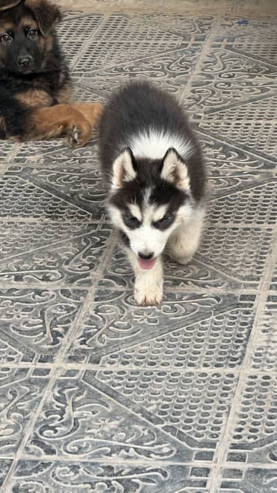 Husky male Dog