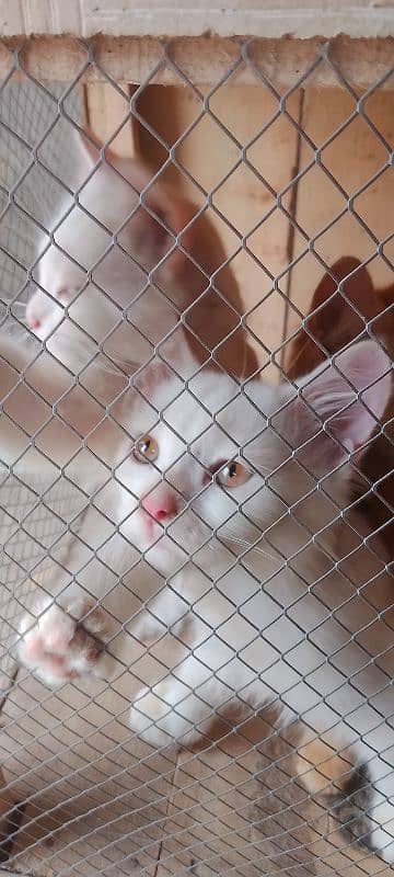 Parisian helthy and active kitten for sale
