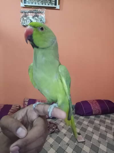 ringe neck talking male Malai team zero bite