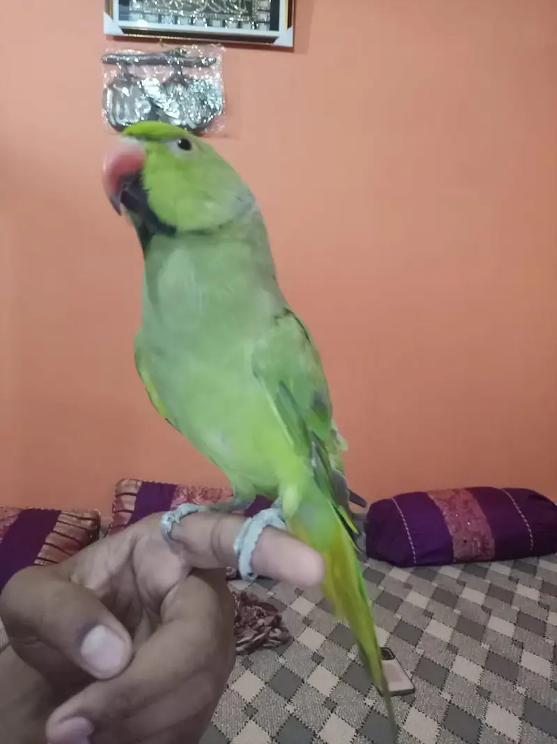 ringe neck talking male Malai team zero bite — photo 2