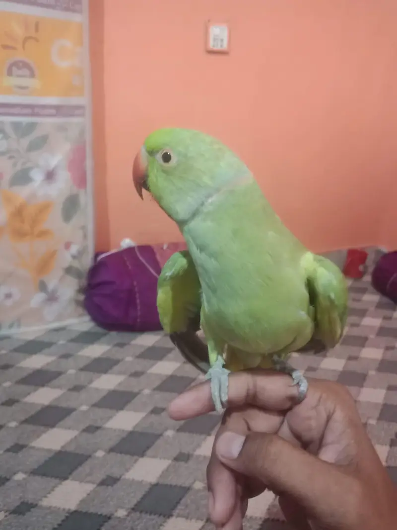 ringe neck talking male Malai team zero bite — photo 4