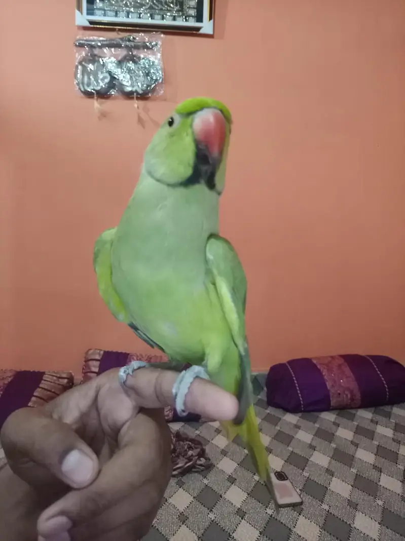 ringe neck talking male Malai team zero bite — photo 5
